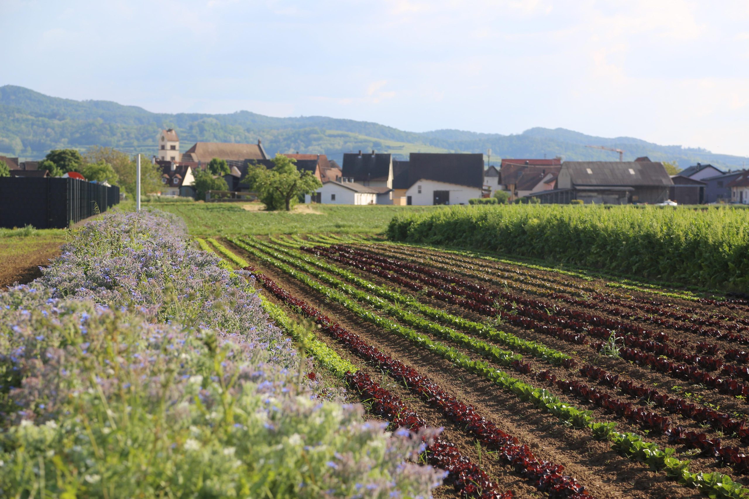REPORT: Guided farm tour at the Lindenbrunnenhof in Forchheim