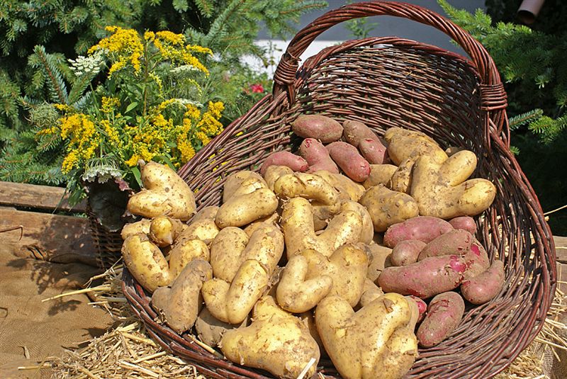 Sustainable circular economy: join us for the LINDENBRUNNENHOF farm tour on May 13
