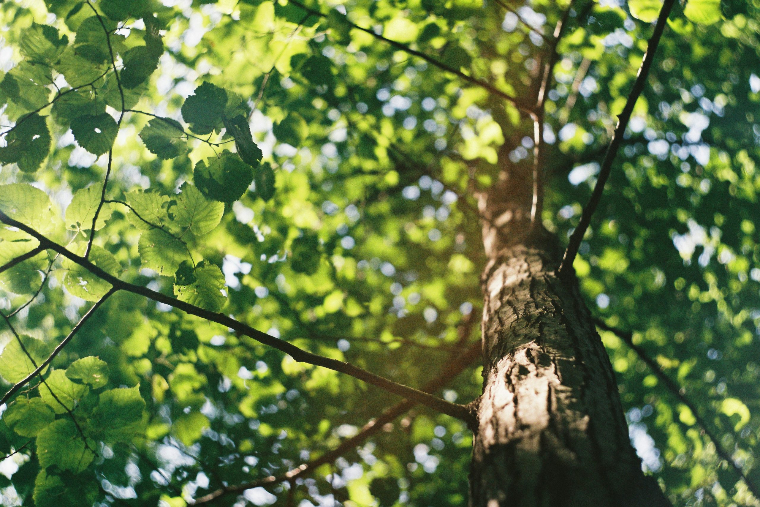 REPORT: Green Infrastructure in the City – ZUKAMAS Excursion to Urban Trees in Freiburg